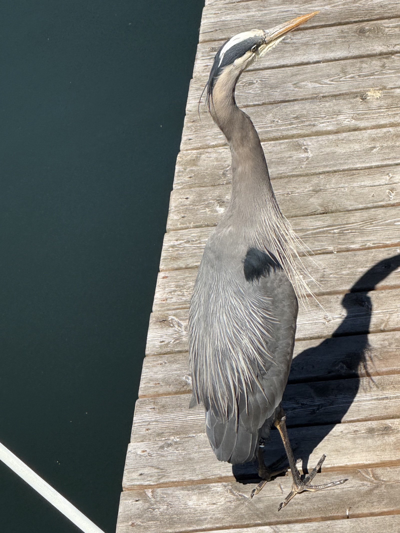 Great Blue Heron on the dock